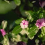 Temporary flower beds and DIY garden decor: 10 cheap landscaping ideas for your outdoor space