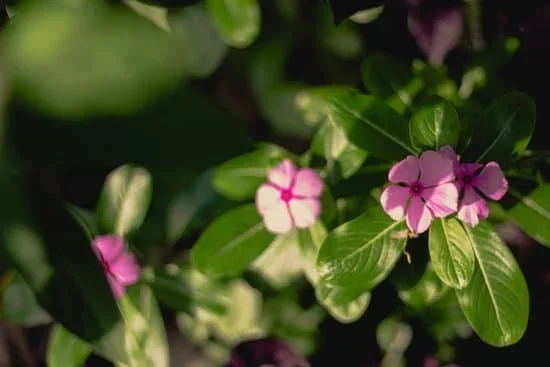 Temporary flower beds and DIY garden decor: 10 cheap landscaping ideas for your outdoor space