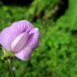 Corner landscaping with low-maintenance plants and stone accents for small outdoor spaces