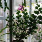 A variety of flowering and evergreen plants for landscaping ideas, including shrubs, perennials, and trees