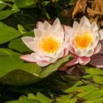 Desert Landscaping Ideas Yardline Transform your yard with these desert landscaping ideas from Yardline: a unique oasis in your own backyard