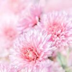 Practical tips and ideas for creating an optimal LAYOUT VEGETABLE GARDEN DESIGN