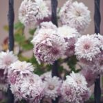 Explore edible garden design layout ideas for a sustainable and beautiful outdoor space