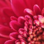 Container Landscaping Ideas: Creative arrangements for small outdoor spaces