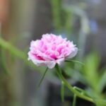 Garden Railroad Layout Design Garden railroad layout design featuring intricate landscaping and small-scale model trains