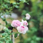 Pictures of landscaping ideas: Ideal garden designs for inspiration