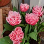 Low maintenance landscaping ideas for small front yards in the Philippines