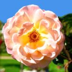 Layout of perennial flower shade garden: strategic design plans for an inviting outdoor space