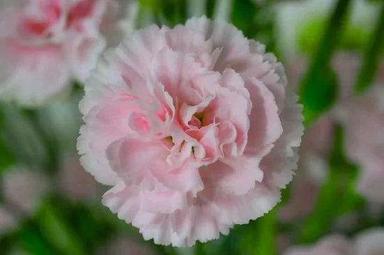 Transform bald spots with creative landscaping ideas for lawns