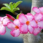 Pinterest Landscaping Ideas Backyard Discover stunning Pinterest landscaping ideas for your backyard oasis