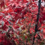 Beautiful tree landscape ideas for small yard designs