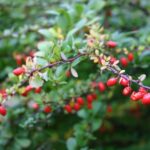 Landscape Design Ideas Houzz Landscape design ideas Houzz: Inspiring outdoor spaces, modern gardens, and creative landscaping concepts