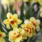 Landscaping Ideas for Homes Lush backyard oasis with creative landscaping ideas for homes, incorporating colorful blooms and cozy seating areas