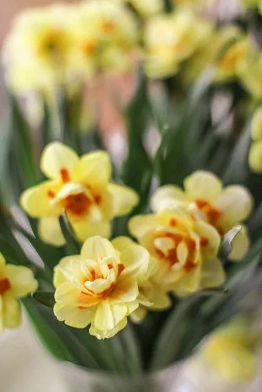 Beautiful FLOWER GARDEN DESIGNS LAYOUTS featuring vibrant colors and diverse plant varieties