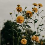 Rear Yard Landscape Ideas Beautiful rear yard landscape ideas: lush greenery, cozy seating, and peaceful water features