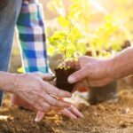 Tranquil ASIAN LANDSCAPING IDEAS: Zen gardens, bamboo accents, and water features for your outdoor space