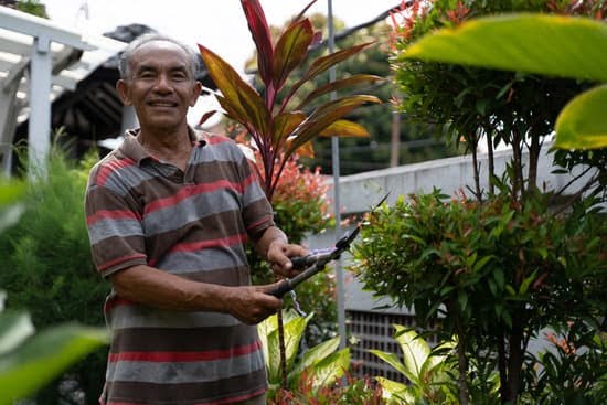 Tropical Front Yard Landscaping Ideas 7 Vibrant tropical plants and water features for stunning front yard landscaping ideas