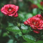 Beach house landscaping with coastal plants and ocean-inspired decor. Explore fresh design ideas for outdoor spaces