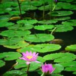 Shade Garden Design Layout Shade Garden Design Layout: Planning the best plants for a low-light landscape