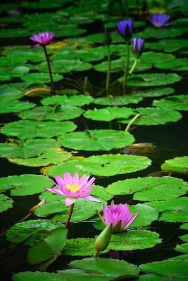 Shade Garden Design Layout: Planning the best plants for a low-light landscape