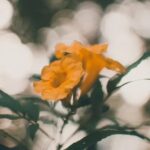 Stunning backyard landscape ideas with fire pit: perfect for outdoor gatherings and relaxation