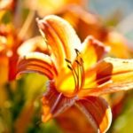 Urban Garden Designs Layout Gallery of modern urban garden designs layout featuring sustainable plant choices and efficient space utilization