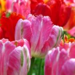 Create stunning garden layouts with our easy-to-use online design tool