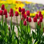 Roundabout Landscape Design Ideas Captivating roundabout landscape design ideas: innovative, sustainable, and aesthetically pleasing