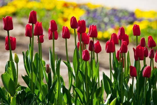 Roundabout Landscape Design Ideas 1 Captivating roundabout landscape design ideas: innovative, sustainable, and aesthetically pleasing