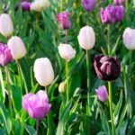 Stunning Landscaping Ideas with Boulders for a Natural and Dramatic Outdoor Setting