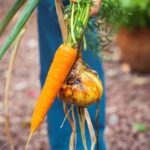 Basic Desert Landscaping Ideas for Beginners BASIC DESERT LANDSCAPING IDEAS FOR BEGINNERS: Selecting Drought-Tolerant Plants and Using Mulch Effectively