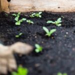 Permaculture garden design layout: sustainable, edible, and visually pleasing arrangement of plants and pathways