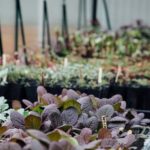 Simplified yet elegant garden design layout showcasing harmonious plant placement and structural elements