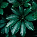 Landscaping Ideas for Sunny Side of House Unique Landscaping Ideas for Sunny Side of House: Drought-Tolerant Plants, Sun-Loving Flowers, and Efficient Irrigation