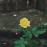 Mn Landscape Ideas MN landscape ideas: unique native plants, sustainable garden designs, and earth-friendly outdoor spaces