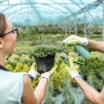 Creating a blueprint for an orchard garden layout for optimal planting and irrigation