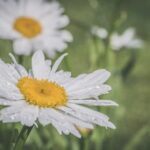 Front Yard Door Landscaping Ideas: Enhance curb appeal with these creative outdoor designs