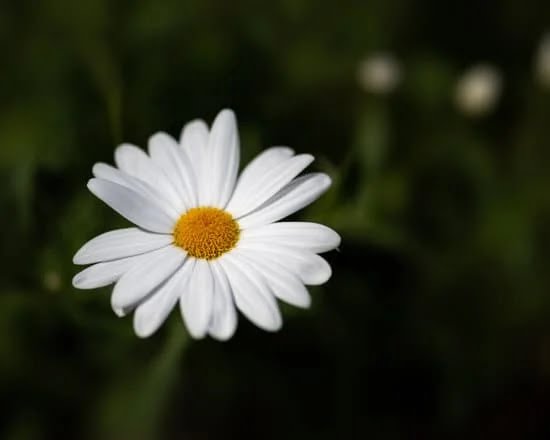 Succulents Landscape Ideas 1 Stunning SUCCULENTS LANDSCAPE IDEAS: Create a water-wise garden with colorful and low-maintenance succulents