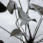 Landscape Ideas Around Shed Beautiful landscaping ideas around shed with a mix of flowers, trees, and outdoor decor