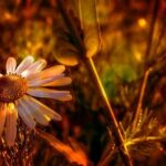 Transform your garden with mulch and river rock landscaping ideas for a natural and low-maintenance yard