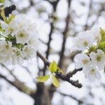 Rooftop Garden Design Layout Rooftop Garden Design Layout: Utilizing space with greenery, seating, and pathways for a peaceful urban oasis