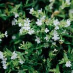 Sprawling green space with designated play areas and shaded seating for dog park landscaping ideas