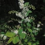 Exquisite tropical garden landscapes: Landscaping ideas in the Philippines