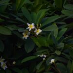 Landscaping Ideas for Front Yard Flower Beds Front yard flower beds with landscaping ideas for a vibrant outdoor space