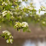 Step-by-step guide: How to prepare a layout design for an orchard garden