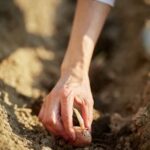 Beautiful landscaping ideas: Mulch around large tree adds visual interest and retains moisture