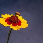 Stunning landscaping ideas for manufactured homes to elevate your outdoor space