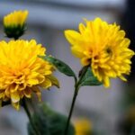 Shaded front yard landscaping ideas: enhancing curb appeal and creating a welcoming and cool outdoor space