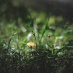 Dwarf Evergreen Landscaping Ideas: Compact evergreen plants for small yards, low maintenance gardens & year-round color