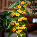 Landscaping Ideas Hedges Beautiful landscaping ideas hedges for your garden design. Create stunning outdoor spaces with versatile hedges